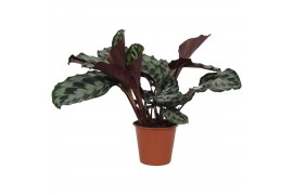 Calathea Kennedy