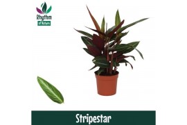 Stromanthe stripestar - Rhythm of Nature