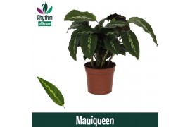 Calathea Mauiqueen - Rhythm of Nature