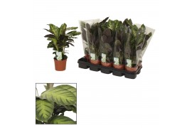 Calathea Misto