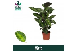 Calathea Misto - Rhythm of Nature