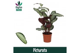 Calathea picturata argentea - Rhythm of Nature