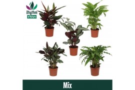 Calathea mix 5 soorten - Rhythm of Nature