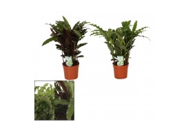 Calathea mix - Grass mix - Elgergrass & Blue Grass