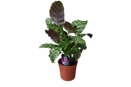 Calathea Greenstar