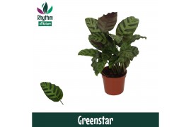 Calathea Greenstar - Rhythm of Nature