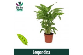 Calathea leopardina - Rhythm of Nature