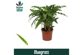 Calathea rufibarba blue grass - Rhythm of Nature