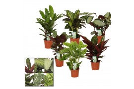 Calathea mix 5 soorten