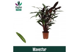 Calathea wavestar - Rhythm of Nature