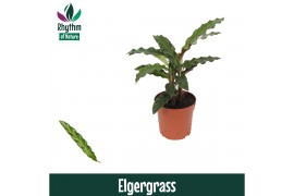 Calathea elgergrass - Rhythm of Nature