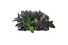 Calathea mix