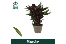 Calathea wavestar - Rhythm of Nature