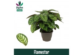 Calathea flamestar - Rhythm of Nature