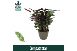 Ctenanthe setosa compactstar - Rhythm of Nature