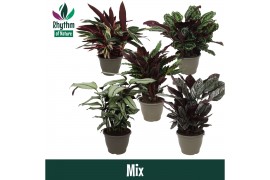 Calathea mix - Rhythm of Nature