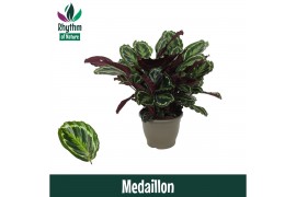 Calathea medaillon - Rhythm of Nature