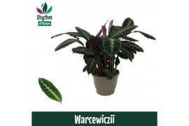 Calathea warscewiczii - Rhythm of Nature