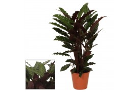 Calathea wavestar