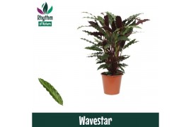 Calathea wavestar - Rhythm of Nature