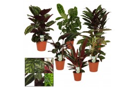 Calathea mix