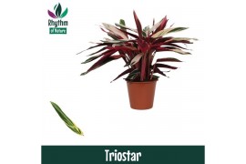 Stromanthe sanguinea triostar - Rhythm of Nature