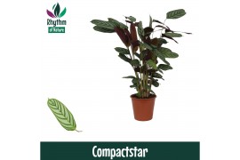 Ctenanthe setosa compactstar - Rhythm of Nature