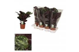 Calathea medaillon