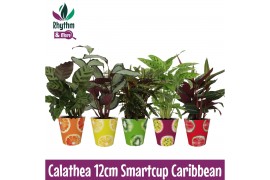 Calathea mix 5 soorten - Rhythm & More - Caribbean Smartcup