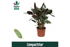 Ctenanthe setosa compactstar - Rhythm of Nature