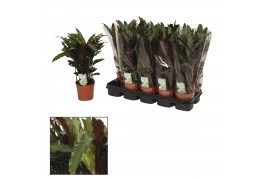 Calathea elgergrass