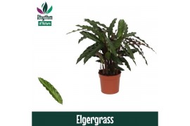 Calathea elgergrass - Rhythm of Nature