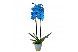 Phalaenopsis magic blue 2 tak in pot Elegance