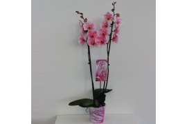 Phalaenopsis wonder pink 2 tak