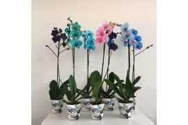 Phalaenopsis wonder mix 1 tak