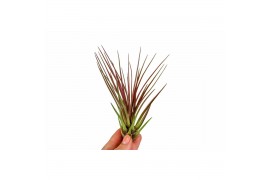 Tillandsia Melanocrater rood