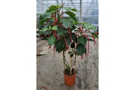 Acalypha hispida