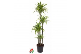 Dracaena fragr. der. lemon lime 120-90-60-30