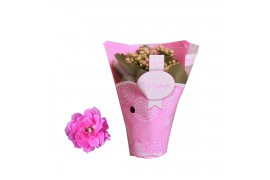 Kalanchoe rosalina don nando in roze hoes