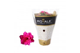 Kalanchoe rosalina paars royale