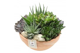 Arrangementen succulenten terras at 08 terracotta in&outdoor