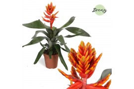 Aechmea pepita elegant flames