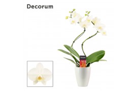 Phalaenopsis anthura madrid Phalaenopsis hurricane wit in Carly wit (D