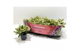 Gaultheria mucronata wit met kraag