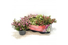 Gaultheria mucronata mixtray met kraag