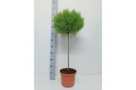 Cupressus macr. goldcrest wilma Cupressus Goldcrest Wilma p23 Bol op s