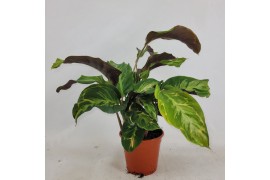 Calathea lietzei confusion electric shock