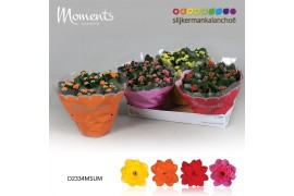 Kalanchoe blossfeldiana mix Kalanchoe Moments - Summer Moments 6 pp