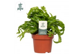 Asplenium antiquum hurricane Air So Pure