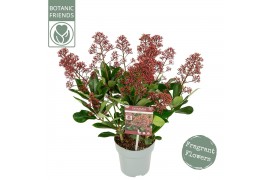 Skimmia japonica exstase